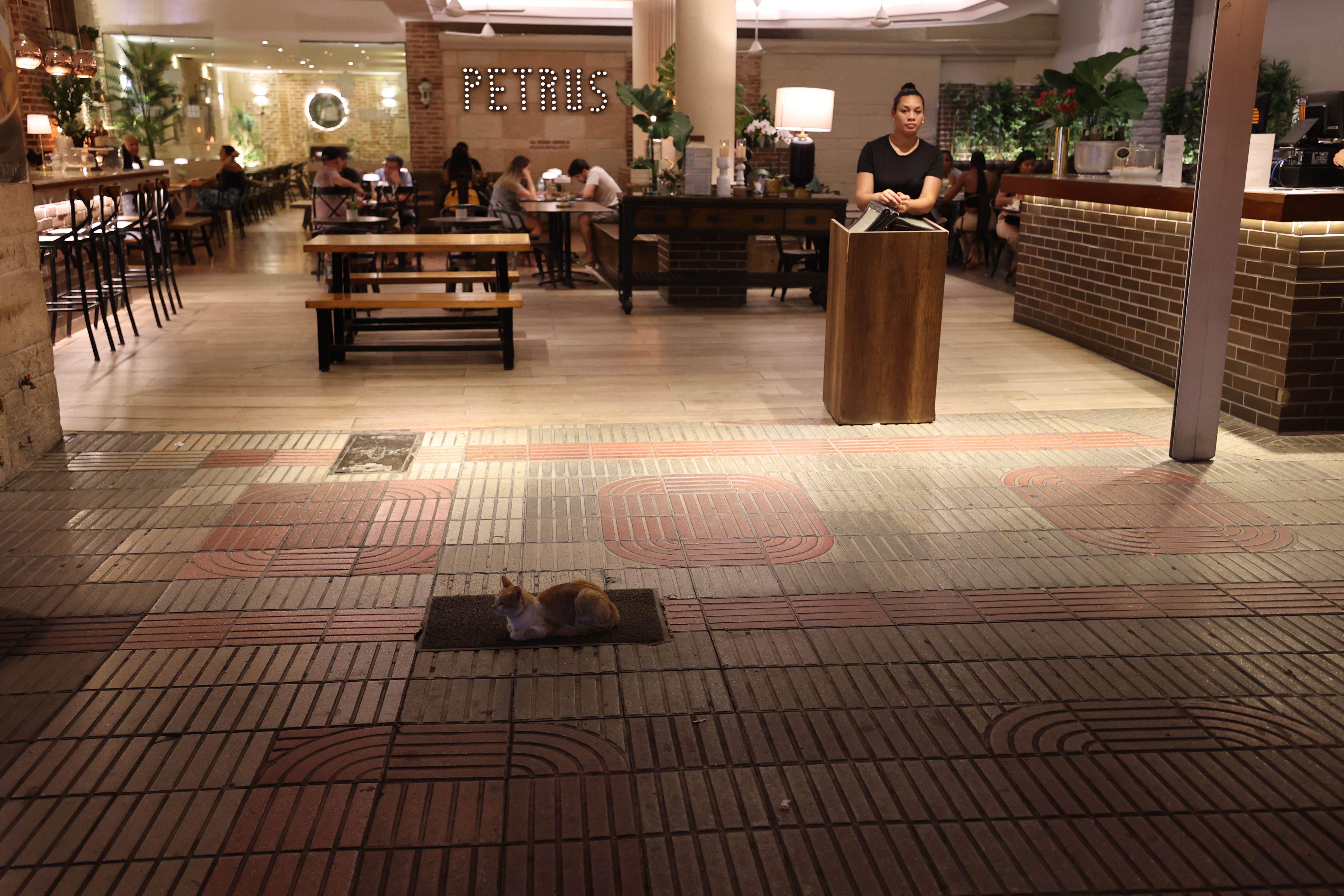 Cat lounging on a mat near Cacharepa