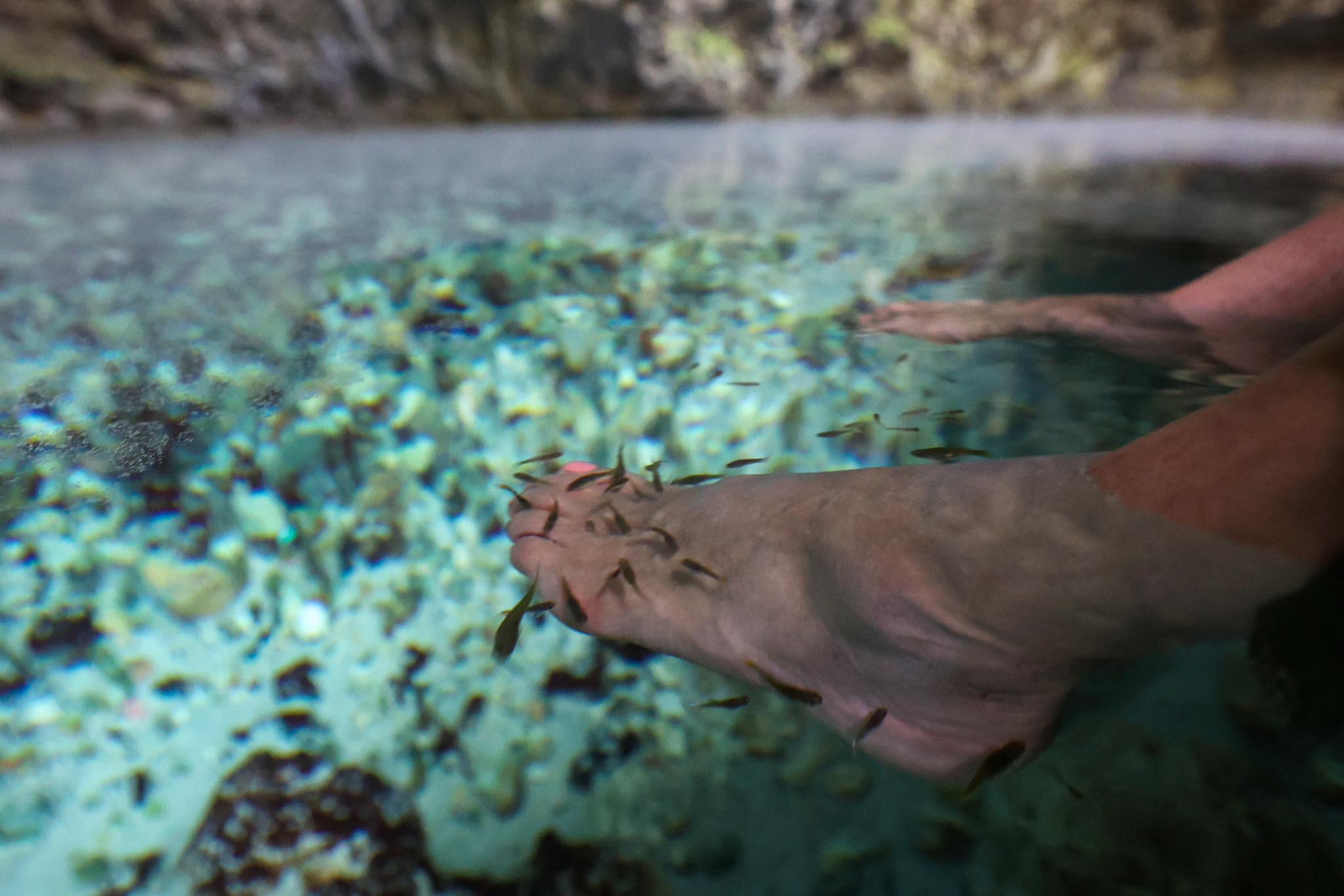 Close-up of feet in crystal clear water with small fish providing natural fish spa treatment